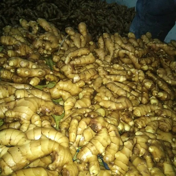 Fresh New Crop Ginger suppliers