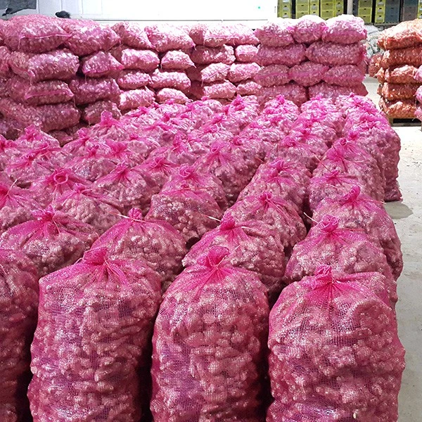 Fresh New Crop Ginger high quality