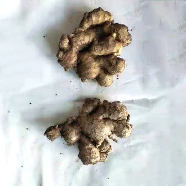 Sou entènèt jwèt Fresh New Crop Ginger