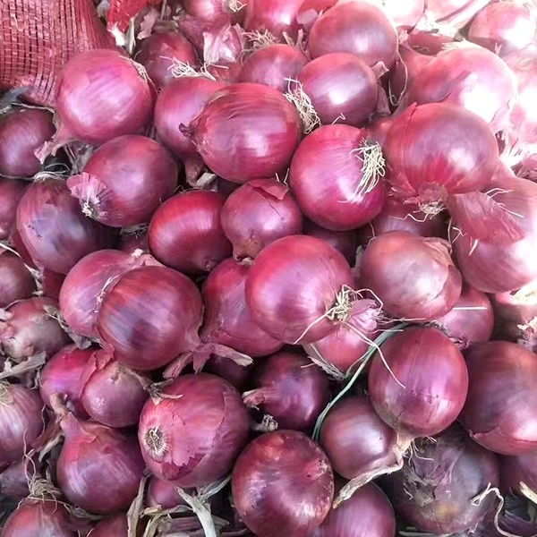 Fresh New Crop Red Onion factory