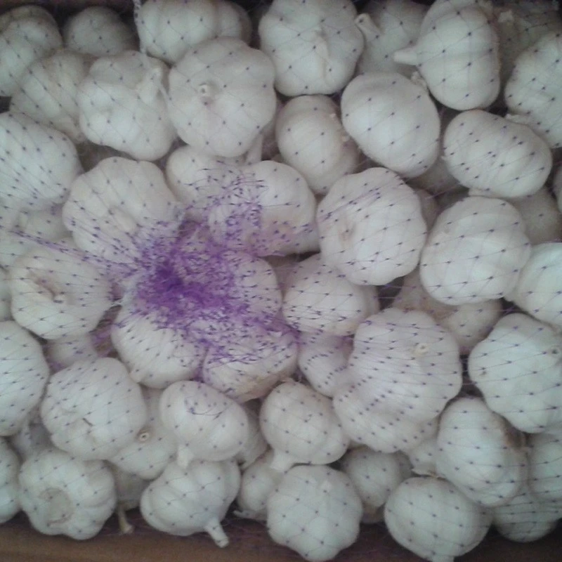 loose pack garlic
