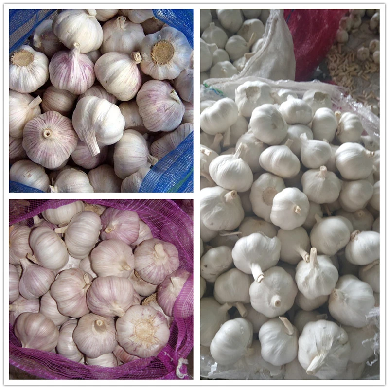 12 loose pack garlic 12 loose pack garlic